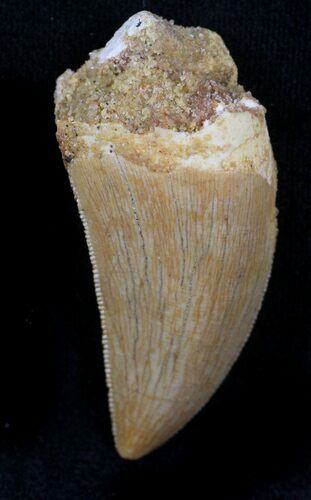 Stunning Carcharodontosaurus Tooth - Sweet Serrations #26838